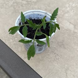 Plum Tomato Plant