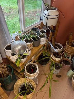 MOVING MEGA CHEAP PLANT SALE