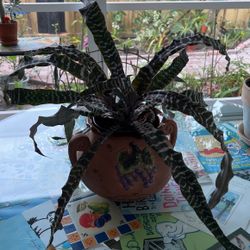 Cryptanthus Bromeliad 