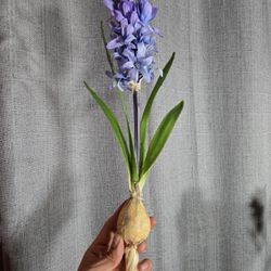 Silk Hyacinth 