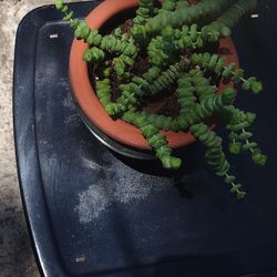 Crassula marnieriana