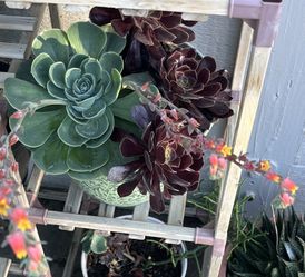 Large Decorative Succulent Arrangement – $25 