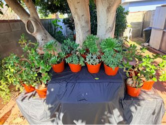 All these succulents plants/todas estas plantas