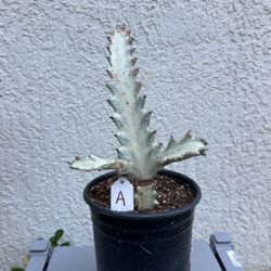 Euphorbia Variegated Lactae 