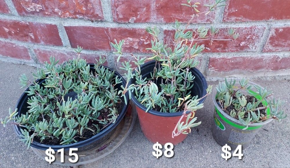 Ice Plants Cuttings
