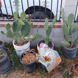 4 Cactus Plants $10  Each