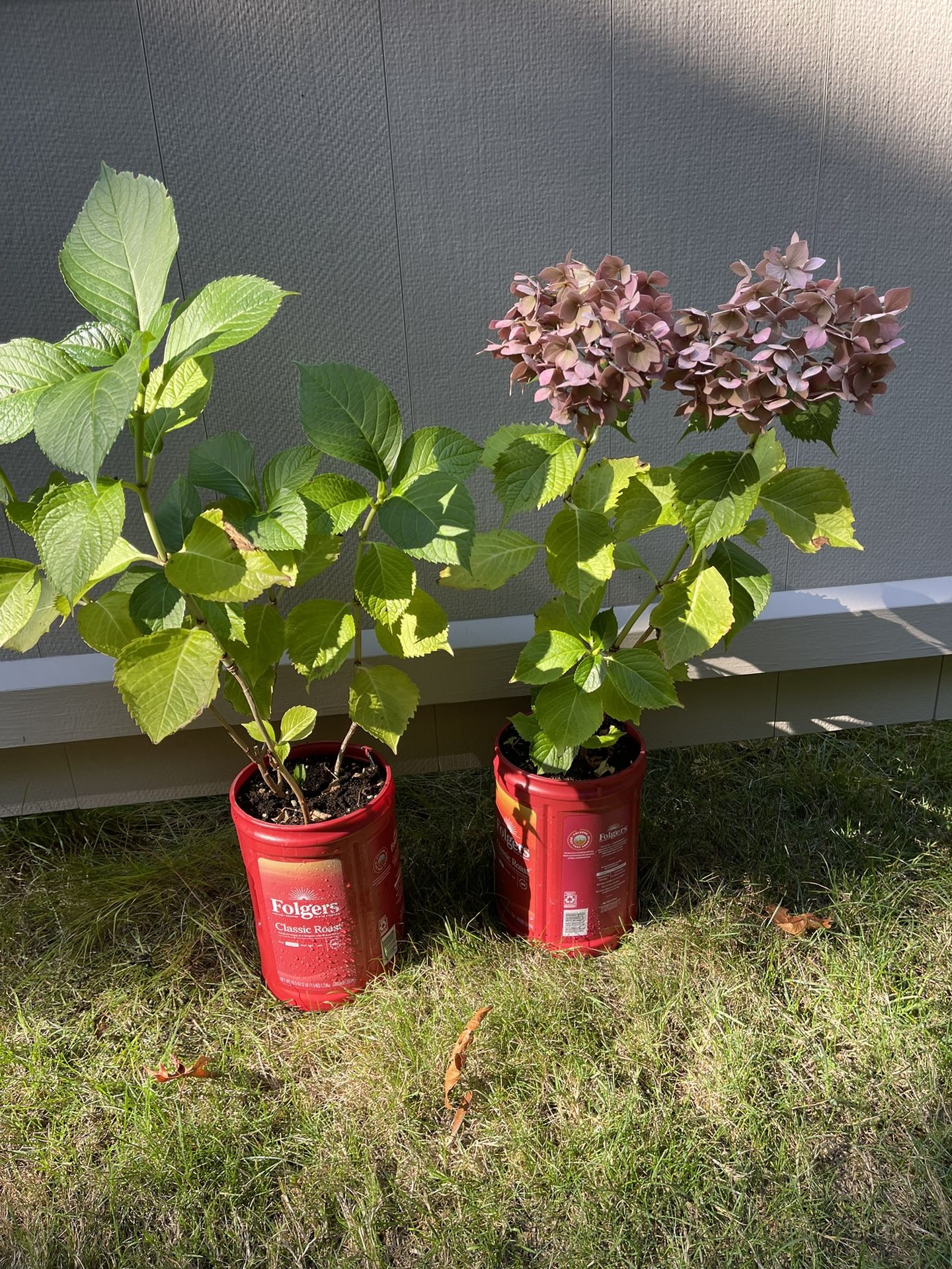 Pink Hydrangeas Beautiful Perennial Plants.Each.