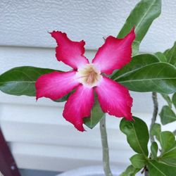 Desert Rose Plant In Urn Style Planter (Planter is 14” x 13 1/2”H) Adenium Obesum