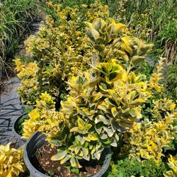 Golden Euonymus