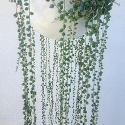 String Of Pearl's Succulent 