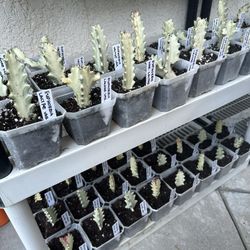 Euphorbia Lactae Variegated 