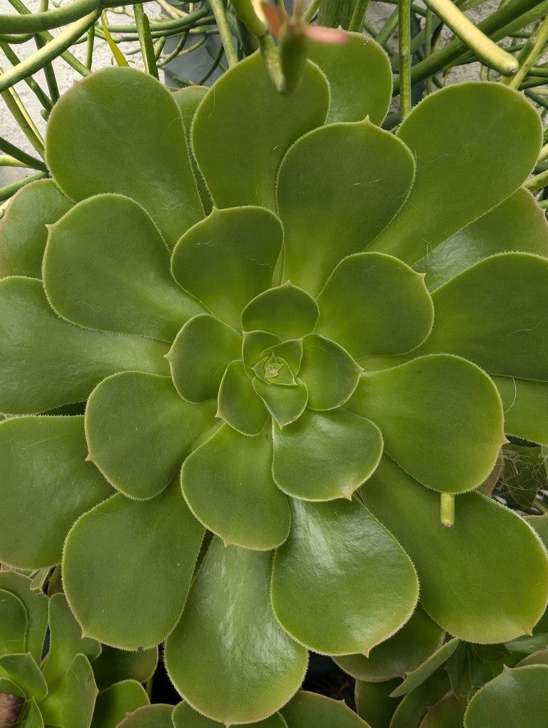  Large Aeonium Succulent - Cutting Only. 