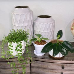 Set Of 3 Easy Care Freshly Repotted Plants With Pots