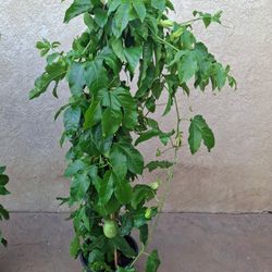 Passion Fruit Plant Vine / Planta de Maracuya 