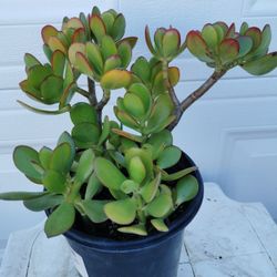 Jade plant lucky money tree  First buyer first to choice buy 2 pots get 1 Free