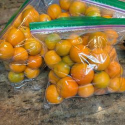 Freshly picked Calamansi