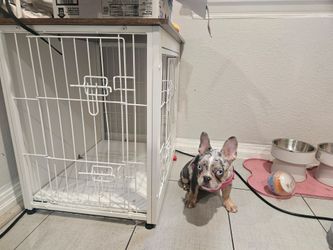 Frenchie cage for medium/small dogs