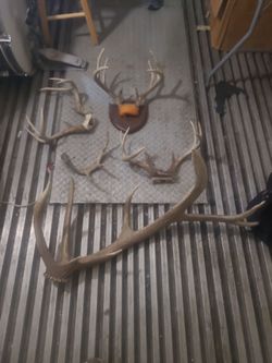 Buck/Elk Racks 8-12Points