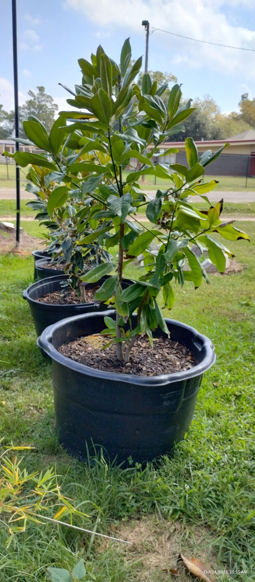 Southern Magnolia Trees 