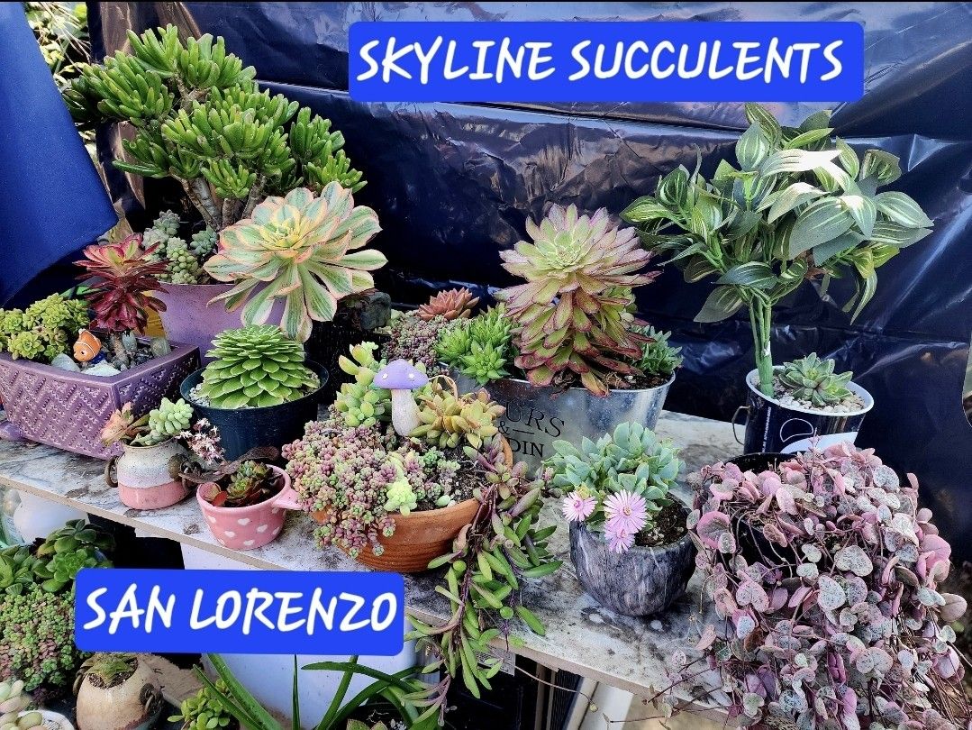 Succulents. Coral Cactus. Plus Many More. San Lorenzo