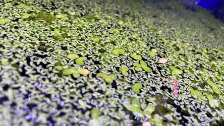 Duck weed