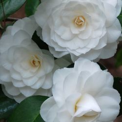 White Japonica Camellia Tree