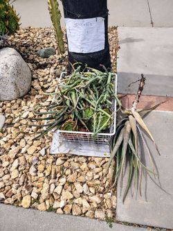 Free succulents aloe gasteria aeonium