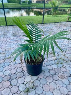 Burretiokentia vieillardi palm tree (Tiger Palm)