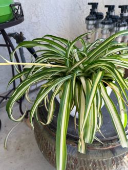 Spider Plant
