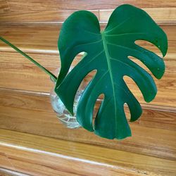Monstera Deliciosa plant CUTTING- fully rooted