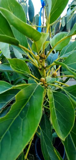 #2B Fuerte Avocado Trees Propagated Grafted to produce Quality fruit quickly. 15gal over 7 feet tall. With flowering buds to producing fruit