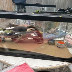 Reptiles Tank