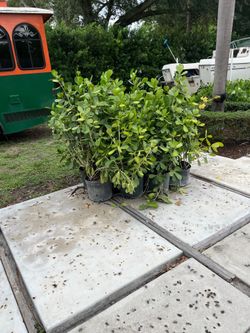 Plants Clusias