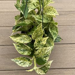 Marble queen pothos live plant comes in a 6” nursery pot. check profile for more 🪴 
