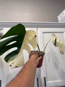 Monstera albo half moon plant