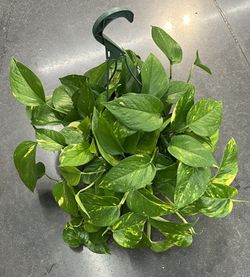 Pothos Plant Hanging Pot 