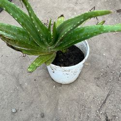 Aloe Vera Plant