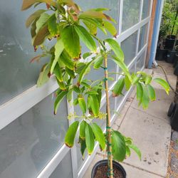 Flowering Reed Avocado Tree 