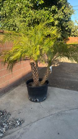 Palm tree