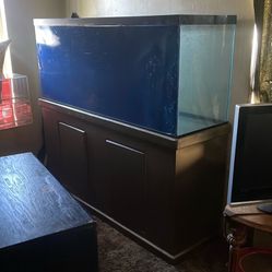 Fish Tank 