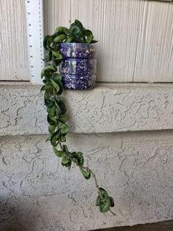Hoya Carnosa Compacta Plant