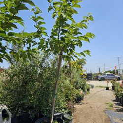 Mulberry Tree