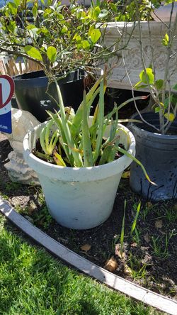SABILA varias plantas