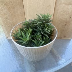 Small Succulent Plant