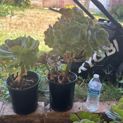 Succulent Plants 