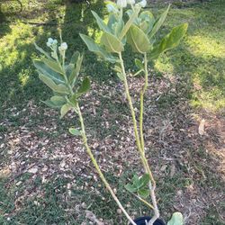 Giant Milkweed/ Calotropis gigantea, the crown flower 1-big plant(30 inches + blooming now