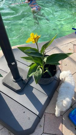 Canna Lily 2