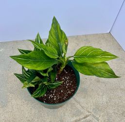 Algaonema white vein 6” pot a