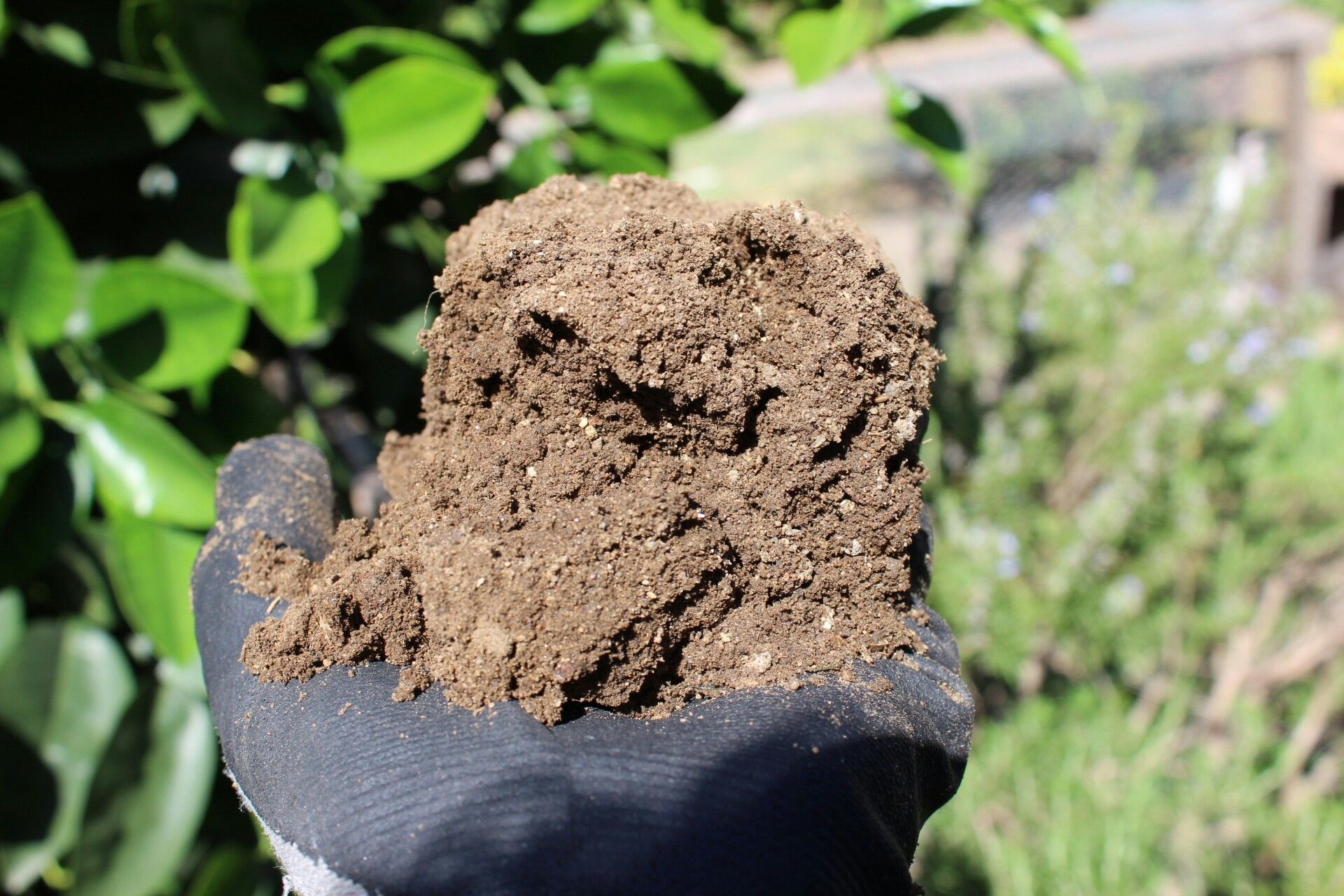 Quail Poop Fertilizer!