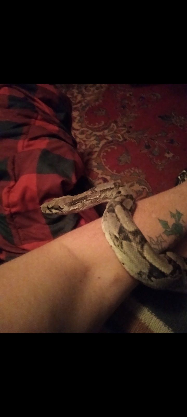 Boa Constricter